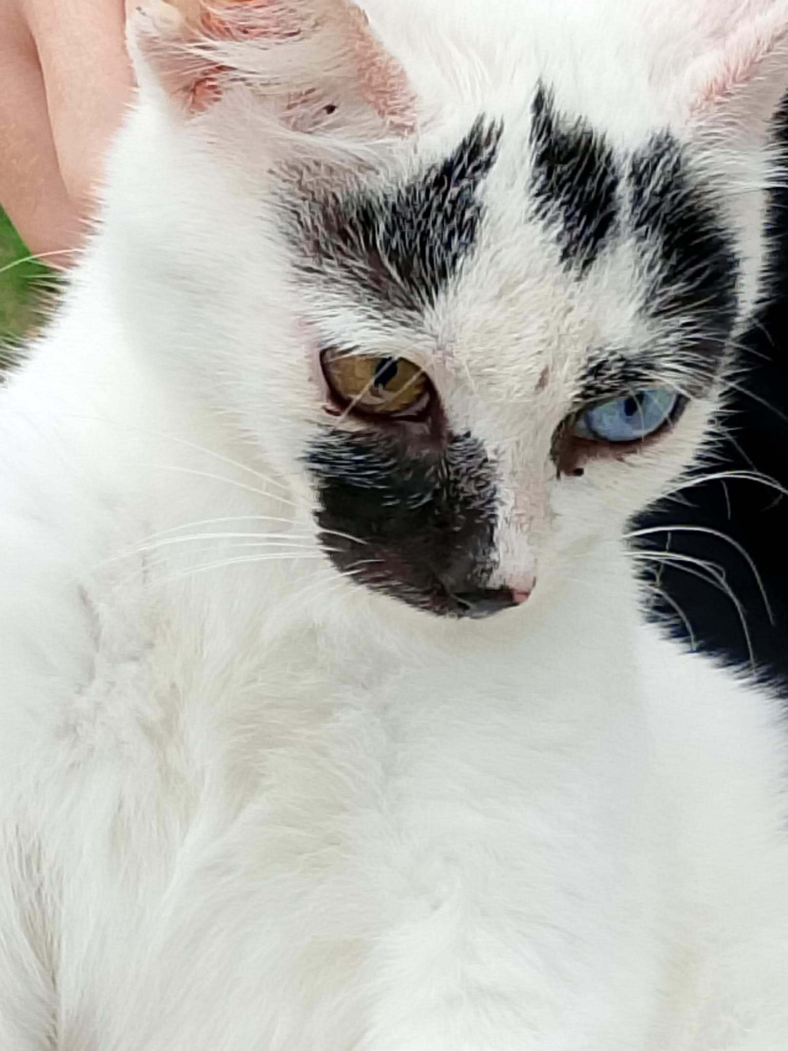 Renkli Gözlü Kedi