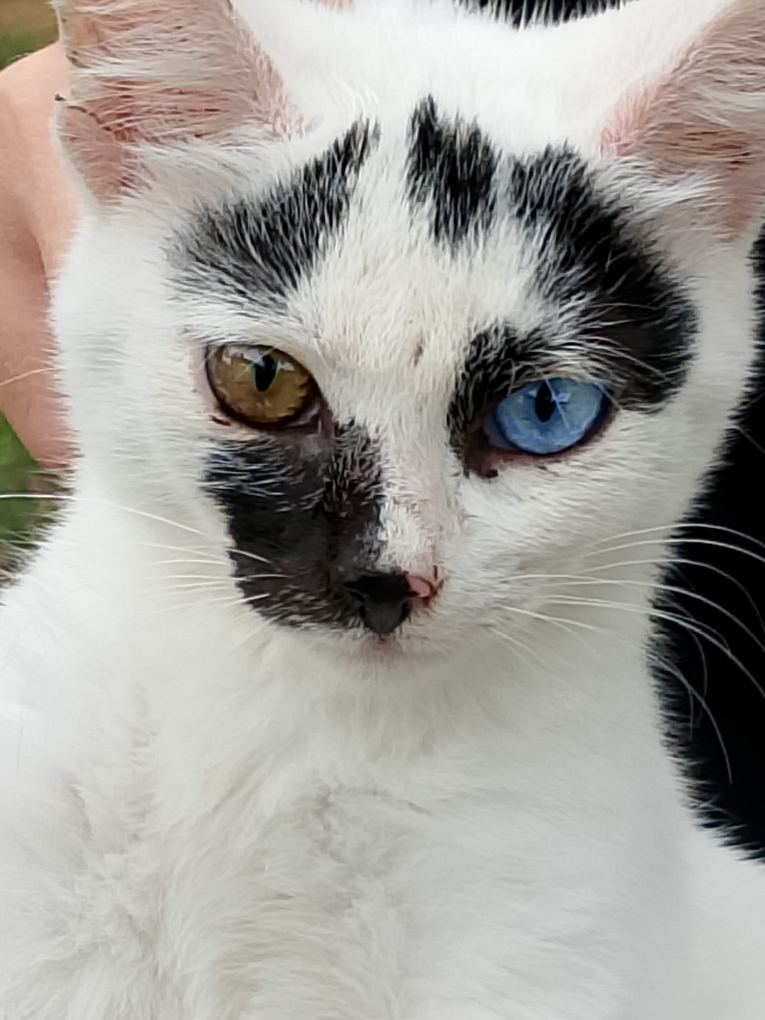 Renkli Gözlü Kedi 2