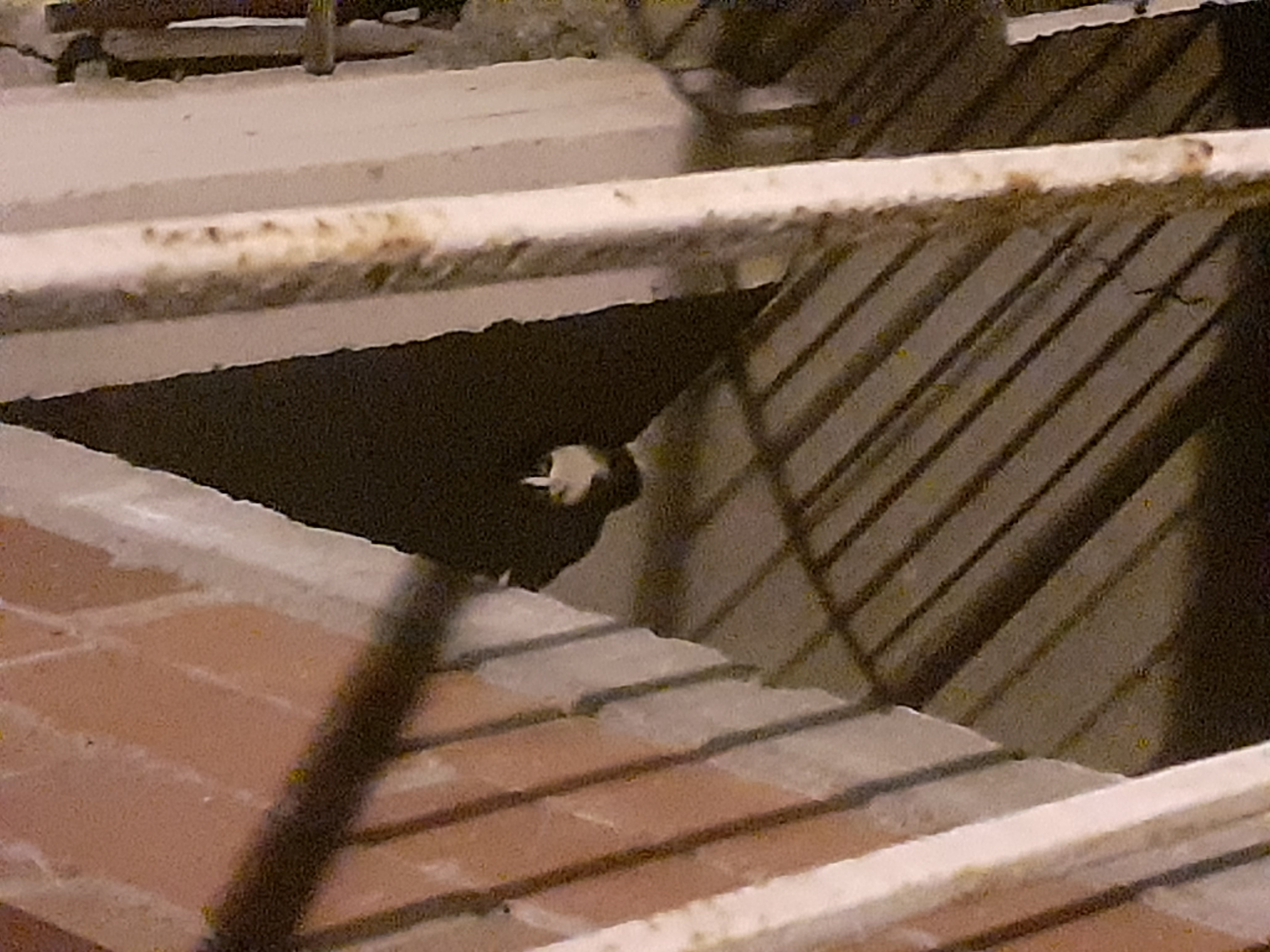 Kedi 2